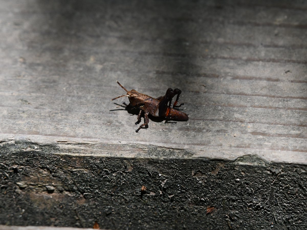 #39:
          Okinawa Forest Grasshopper, Okinawa.
          f/7.1 at 500mm - Shutter Speed: 1/500 - ISO: 200